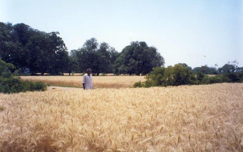 Wheat in Ahmedabad