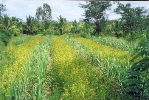 Intercropping Mysore