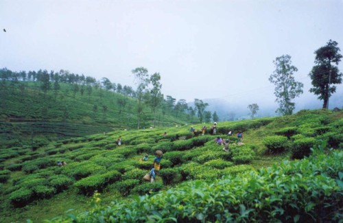 Tea in Kerala