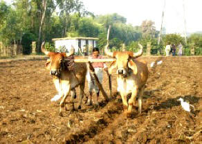 Bullocks ploughing
